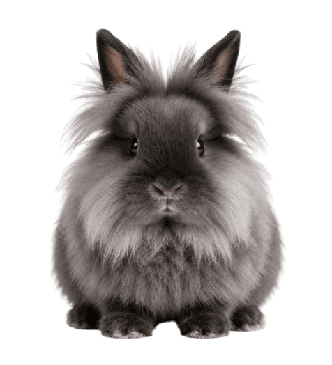 White Rabbit